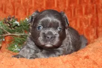 AKC Hazel, a female French Bulldog for sale in El Dorado Springs, MO – 6 of 7