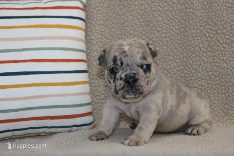 AKC Ivy – French Bulldog puppy for sale in El Dorado Springs, MO