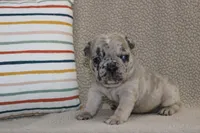 AKC Ivy, a female French Bulldog for sale in El Dorado Springs, MO – Photo 1 of 3