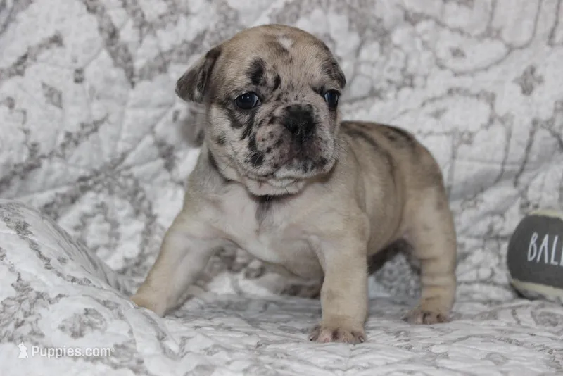 AKC Ivy – French Bulldog puppy for sale in El Dorado Springs, MO
