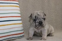 AKC Ivy, a female French Bulldog for sale in El Dorado Springs, MO – Photo 3 of 3