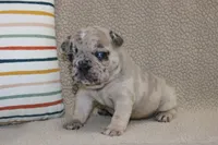 AKC Ivy, a female French Bulldog for sale in El Dorado Springs, MO – Photo 2 of 3
