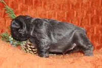 AKC Autumn , a female French Bulldog for sale in El Dorado Springs, MO – 3 of 7