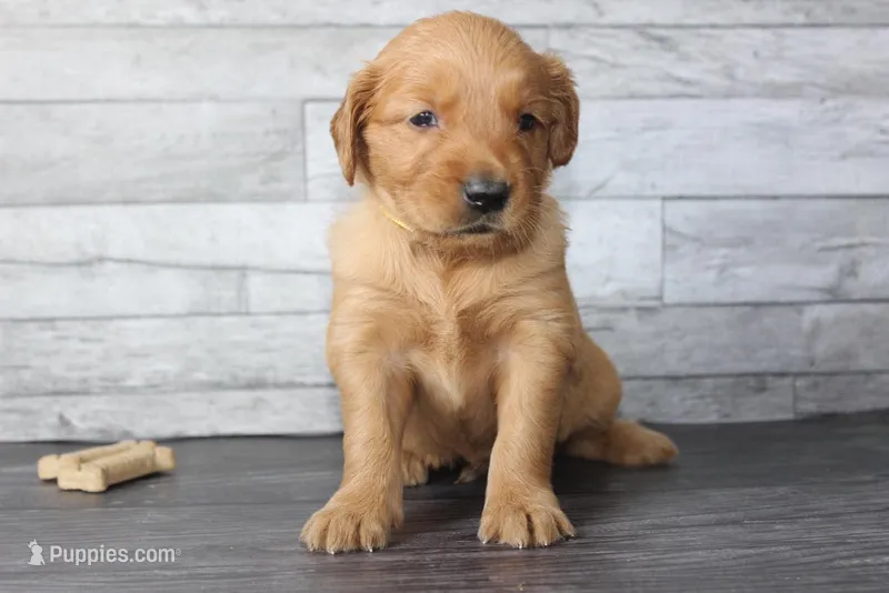 AKC Dune - yellow – Golden Retriever puppy for sale in El Dorado Springs, MO