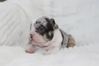 AKC Darla , a female French Bulldog for sale in El Dorado Springs, MO – 4 of 7