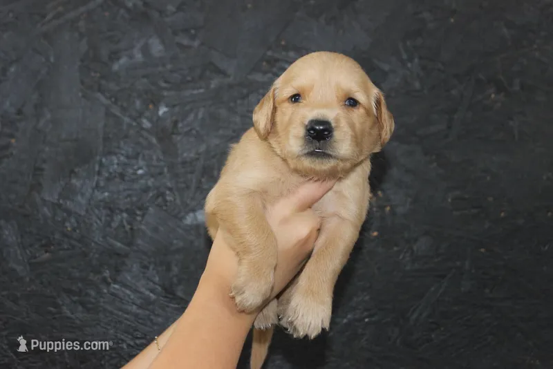 AKC Tide - light green – Golden Retriever puppy for sale in El Dorado Springs, MO