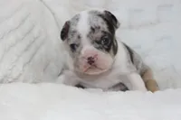 AKC Darla , a female French Bulldog for sale in El Dorado Springs, MO – 2 of 7