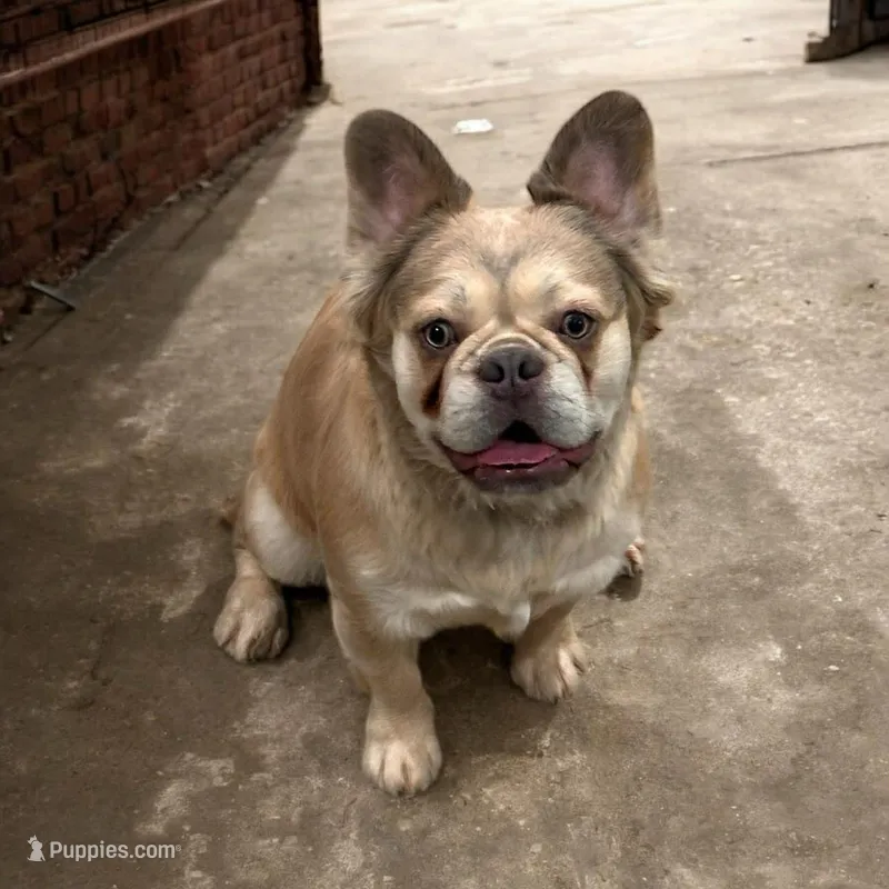 AKC Duke – French Bulldog puppy for sale in El Dorado Springs, MO