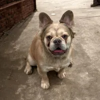 AKC Duke, a male French Bulldog for sale in El Dorado Springs, MO – 1 of 1