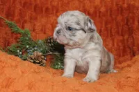 AKC Pumpkin, a female French Bulldog for sale in El Dorado Springs, MO – 3 of 6