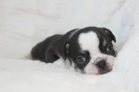 AKC Della, a female French Bulldog for sale in El Dorado Springs, MO – 2 of 6