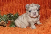 AKC Pumpkin, a female French Bulldog for sale in El Dorado Springs, MO – 4 of 6