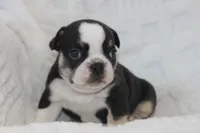 AKC Della, a female French Bulldog for sale in El Dorado Springs, MO – 4 of 6