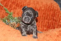 AKC Autumn , a female French Bulldog for sale in El Dorado Springs, MO – 7 of 7