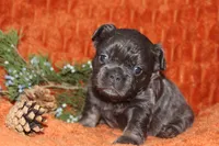 AKC Autumn , a female French Bulldog for sale in El Dorado Springs, MO – 1 of 7