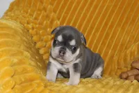 AKC Sam, a male French Bulldog for sale in El Dorado Springs, MO – 2 of 6