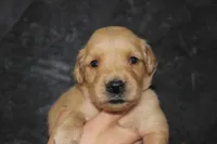 AKC Pearl - light pink , a female Golden Retriever for sale in El Dorado Springs, MO – 2 of 4