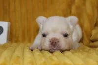 AKC Enzo -fluffy, a male French Bulldog for sale in El Dorado Springs, MO – 5 of 7