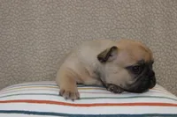 AKC Clover, a female French Bulldog for sale in El Dorado Springs, MO – Photo 3 of 4