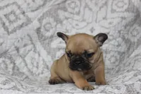 AKC Clover, a female French Bulldog for sale in El Dorado Springs, MO – 2 of 8
