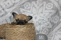 AKC Clover, a female French Bulldog for sale in El Dorado Springs, MO – 5 of 8