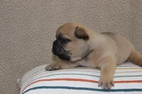 AKC Clover, a female French Bulldog for sale in El Dorado Springs, MO – Photo 4 of 4