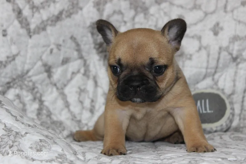 AKC Clover – French Bulldog puppy on hold in El Dorado Springs, MO