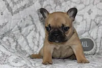 AKC Clover, a female French Bulldog for sale in El Dorado Springs, MO – 1 of 8