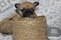 AKC Clover, a female French Bulldog for sale in El Dorado Springs, MO – 4 of 8