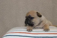 AKC Clover, a female French Bulldog for sale in El Dorado Springs, MO – Photo 2 of 4