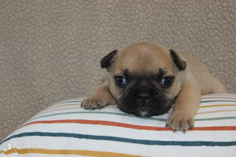 AKC Clover – French Bulldog puppy for sale in El Dorado Springs, MO