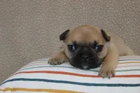 AKC Clover, a female French Bulldog for sale in El Dorado Springs, MO – Photo 1 of 4