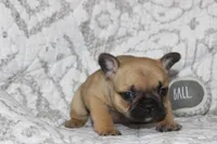 AKC Clover, a female French Bulldog for sale in El Dorado Springs, MO – 6 of 8