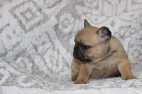 AKC Clover, a female French Bulldog for sale in El Dorado Springs, MO – 3 of 8
