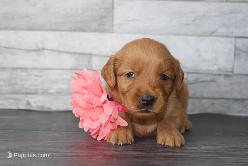 AKC Ember - pink – Golden Retriever puppy for sale in El Dorado Springs, MO