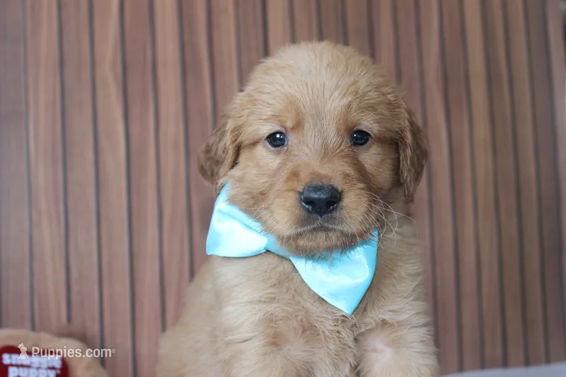AKC Bay - light blue – Golden Retriever puppy for sale in El Dorado Springs, MO