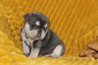 AKC Sam, a male French Bulldog for sale in El Dorado Springs, MO – 6 of 6