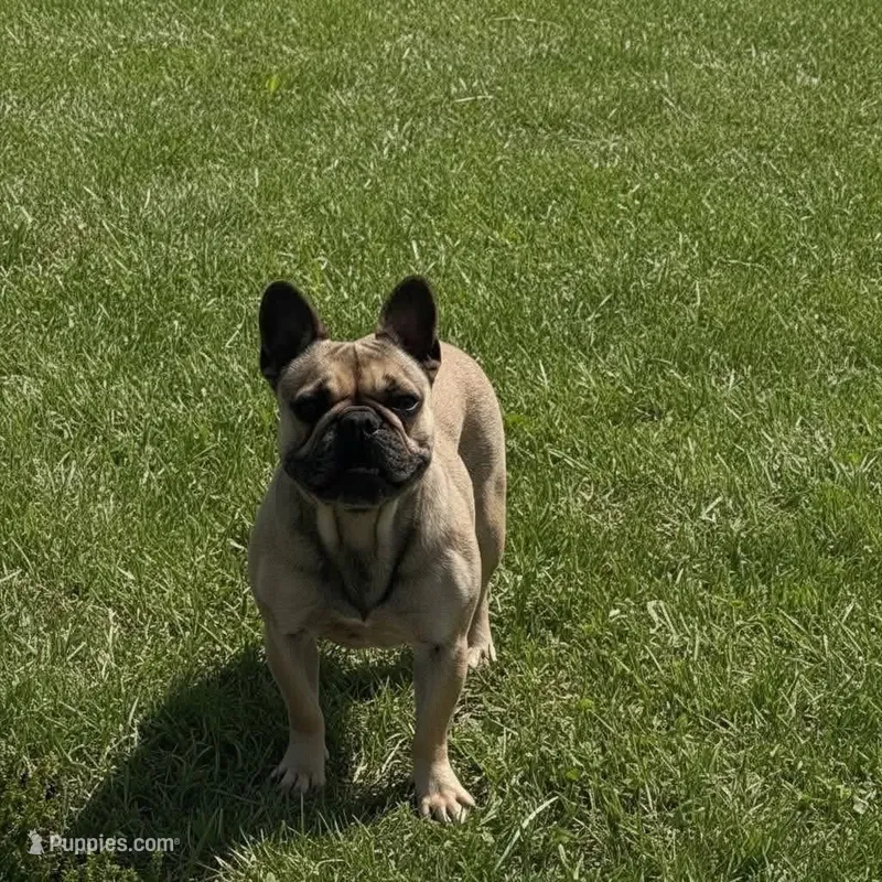 AKC Happy – French Bulldog puppy for sale in El Dorado Springs, MO
