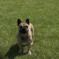 AKC Happy, a female French Bulldog for sale in El Dorado Springs, MO – 1 of 1