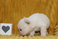 AKC Enzo -fluffy, a male French Bulldog for sale in El Dorado Springs, MO – 6 of 7