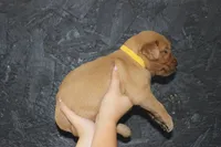 AKC Dune - yellow, a male Golden Retriever for sale in El Dorado Springs, MO – 4 of 4