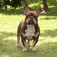 AKC Cooper, a male French Bulldog for sale in El Dorado Springs, MO – 1 of 2