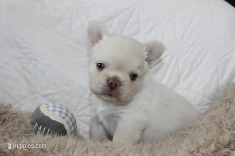 AKC Enzo -fluffy – French Bulldog puppy for sale in El Dorado Springs, MO