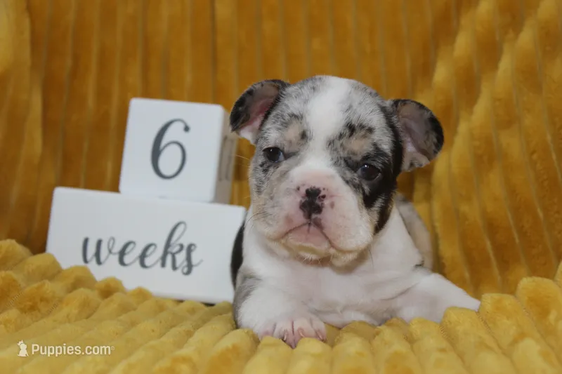 AKC Darla  – French Bulldog puppy for sale in El Dorado Springs, MO