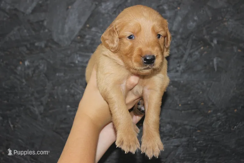 AKC Finn - orange – Golden Retriever puppy for sale in El Dorado Springs, MO