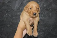 AKC Finn - orange, a male Golden Retriever for sale in El Dorado Springs, MO – 1 of 4
