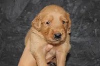 AKC Finn - orange, a male Golden Retriever for sale in El Dorado Springs, MO – 2 of 4