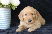 AKC Tucker, a male Golden Retriever for sale in El Dorado Springs, MO – Photo 2 of 10