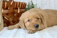 AKC Tucker, a male Golden Retriever for sale in El Dorado Springs, MO – Photo 10 of 10
