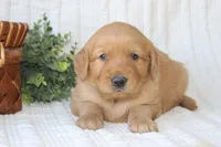 AKC Tucker, a male Golden Retriever for sale in El Dorado Springs, MO – Photo 8 of 10